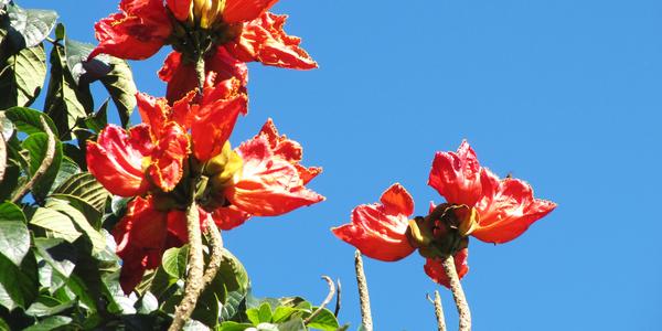 Spathodea tulipifera, tulipánový strom