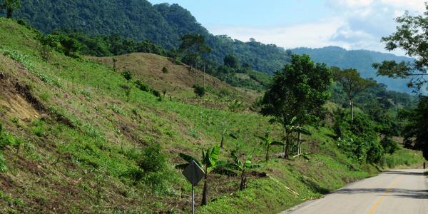 Vypálený prales cestou k Agua Azul