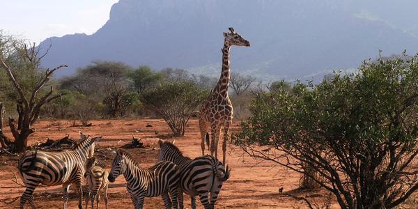 Tsavo West