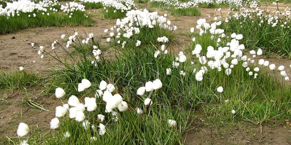 Eriophorum Scheuzerii, suchopýr, Landmannalaugar