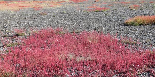 Cestou na Landmannalaugar, Oxalis digina, šťovíček dvoublizný