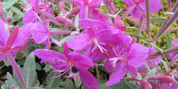 Islandská růže, Epilobium latifolium, vrbkaširokolistá