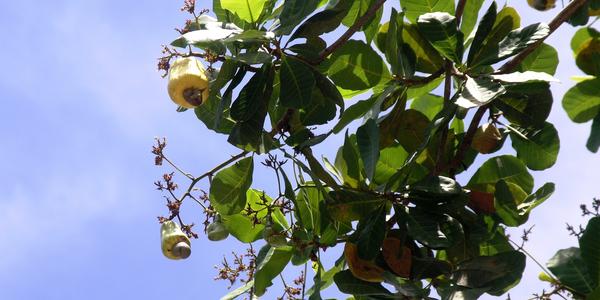 Anacardium occidentalis, ledvinovník západní, kešu