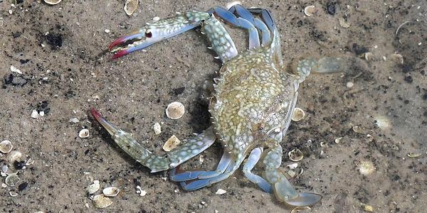 Krab na Krabi