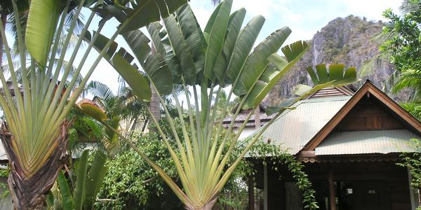 Ravenala madagascariensis, Krabi