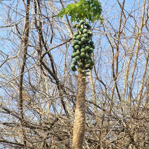 Carica papaya