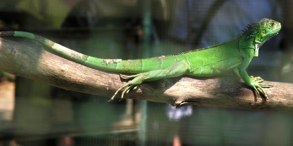 Leguánek v  Nancyiaga, Catemaco