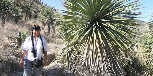 Obří yucca