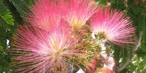 Albizia