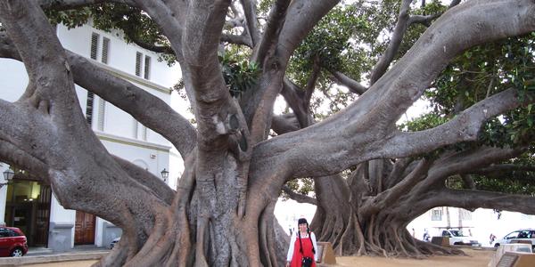 Arbol milenio v Cádizu