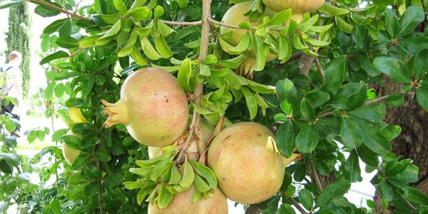 Granátové jablko, Punica granatum