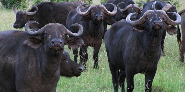 Buvoli v Masai Mara