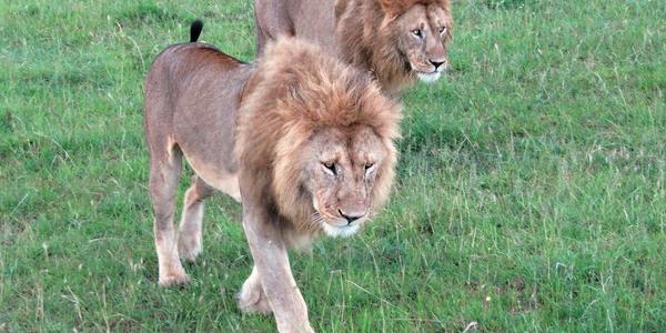 Dva bratři v Masai Mara
