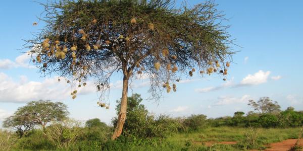 Hnízda snovačů na akácii, Tsavo West