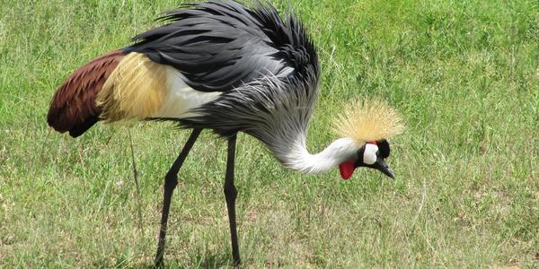 Jeřáb královský, Masai Mara