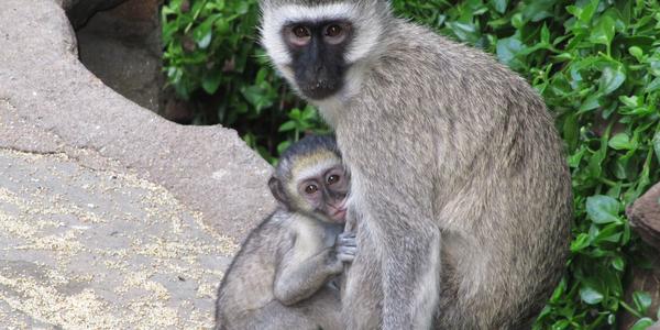 Kočkodani  v Masai Mara