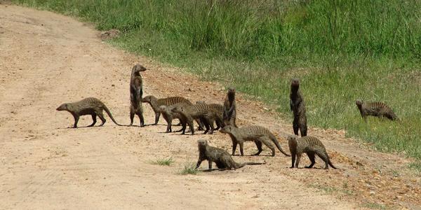 Mangusty žíhané, Masai Mara