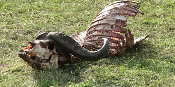 Masai Mara -  drama už skončilo