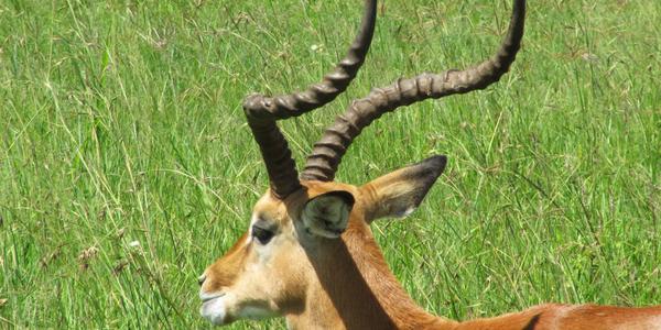 Masai Mara, samec gazely Thomsonovy