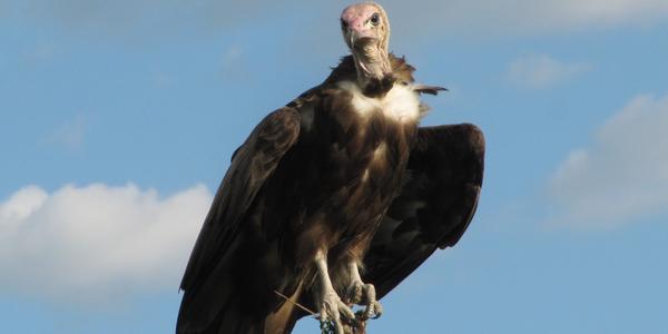 Masai Mara, sup vyhlížející kořist