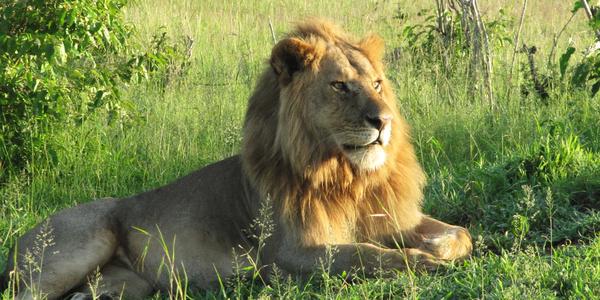 Masai Mara, v ranním slunci