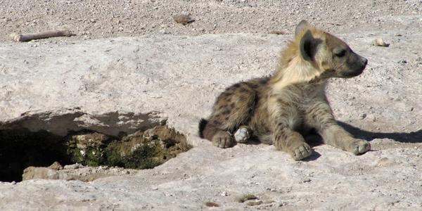 Mládě hyeny skvrnité vyhlíží matku, Amboseli
