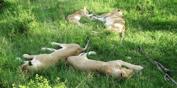 Odpočinek, Masai Mara