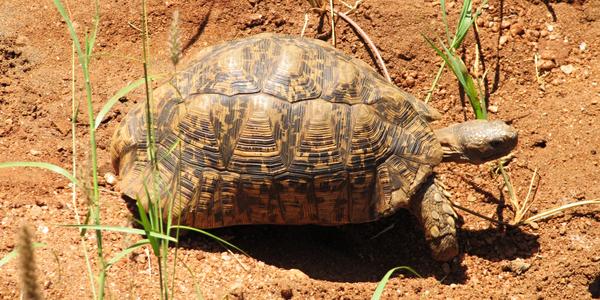 Pardálí želva ,  Tsavo West_a