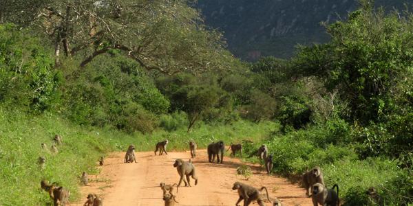 Paviáni v  Tsavo West