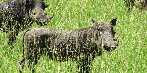 Prasata bradavičnatá,  Masai Mara