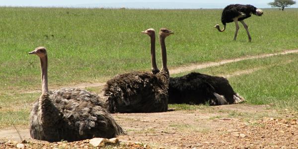 Pštrosí námluvy v Masai Mara