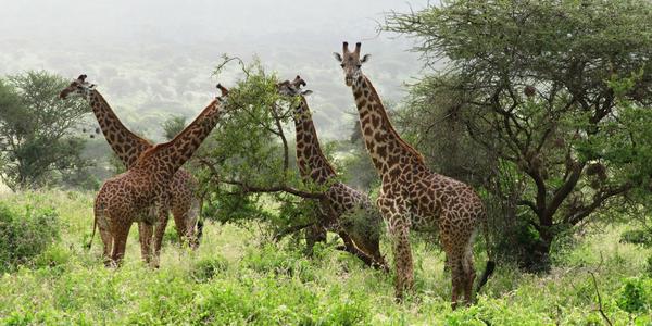 Ráno v Tsavo West