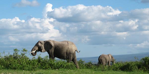 Sloni v  Amboseli