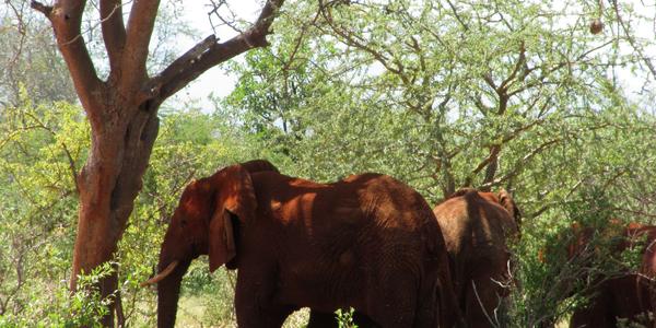 Sloni v Tsavo