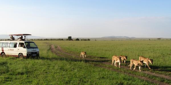 Smečka se vrací bohužel s prázdnou..., Masai Mara