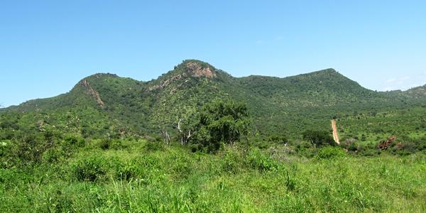 Zelené pahorky africké,  Tsavo West