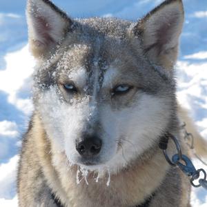 Husky běhání se saněmi milují
