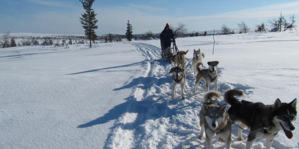 Jako na Yukonu