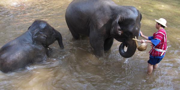 Koupání slonů ve středisku Mae-Sa, Chiang Mai