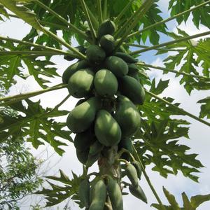 Plody papáje (Carica papaya)