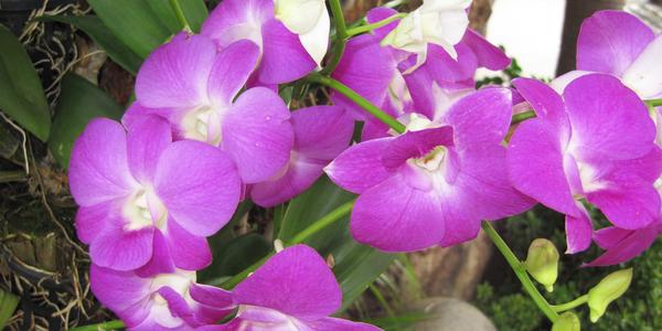 Orchidej, která je symbolem Thajska