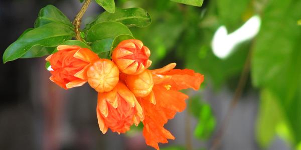 Kvetoucí Punica granatum