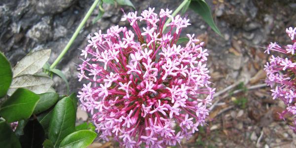 Saponaria officinalis, mydlice lékařská, na Montserratu