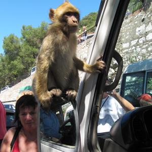 Makak bezocasý je symbolem Gibraltaru