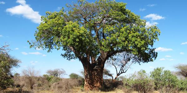 Baobab, Tsavo West