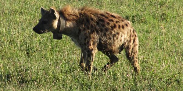 Hyena Marphy, Masai Mara