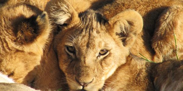 U maminky, Masai Mara