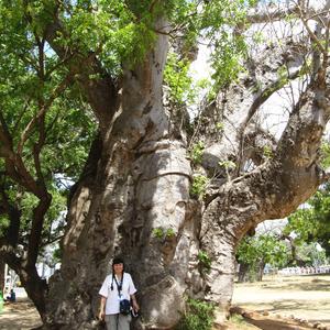Baobab v Mombase