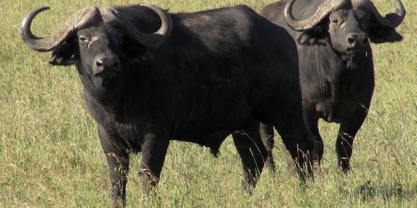 Buvoli v Masai Mara