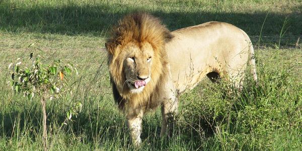 Impozantní zvíře, Masai Mara
